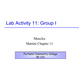 Lab Activity 11: Group I Muscles Martini Chapter 11 Portland Community College BI 231