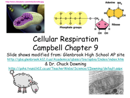 http://www.clickatutor.com/mitochondria.jpg  Cellular Respiration Campbell Chapter 9  Slide shows modified from: Glenbrook High School AP site http://gbs.glenbrook.k12.il.us/Academics/gbssci/bio/apbio/Index/index.htm  & Dr.