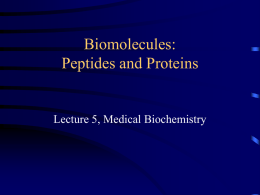 Biomolecules: Peptides and Proteins  Lecture 5, Medical Biochemistry Lecture 5 Outline • Overview of amino acids, peptides and the peptide bond • Discuss the levels.