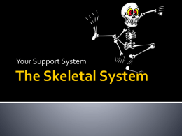 Your Support System http://www.youtube.com/watch?v=vya4wpS2fgk Composed of: bones, cartilage, ligaments and tendons Function: 1. Provide support and shape to the body 2.