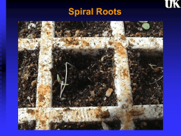 Spiral Roots What is Spiral Root? Negative Geotropism Diagram shows particles gravitating to bottom where they influence hormonal actions that slows growth on the underside causing.