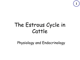 The Estrous Cycle in Cattle Physiology and Endocrinology Overview • Estrous cycle • Synchronization and benefits • Selecting hefers – RTS – Conditioning  • Products and prices • Summation.