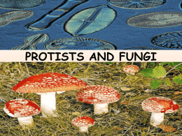 PROTISTS AND FUNGI Similarities and Differences in the Protist Kingdom • All are eukaryotes (cells with nuclei). • Live in moist surroundings. • Unicellular or multicellular. •