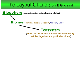 The Layout Of Life (from BIG to small) Biosphere (planet earth: water, land and sky) Biomes (Tundra, Taiga, Dessert, Ocean, Lake)  Ecosystem (all of.