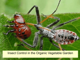 Insect Control in the Organic Vegetable Garden Outline • Planning to avoid pests • Insect Monitoring and Identification • Fundamentals of Organic Insect.