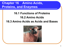 Chapter 16 Amino Acids, Proteins, and Enzymes 16.1 Functions of Proteins 16.2 Amino Acids 16.3 Amino Acids as Acids and Bases.