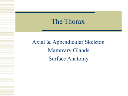 The Thorax Axial & Appendicular Skeleton Mammary Glands Surface Anatomy Axial vs. Appendicular Skeleton  Axial Skeleton       Skull = Cranium + Facial bones Vertebrae Ribs Sternum   Appendicular Skeleton    Bones of upper/lower.