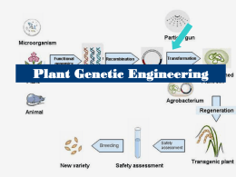 Plant Genetic Engineering Genetic Engineering The process of manipulating and transferring instructions carried by genes from one cell to another  Why do scientists.