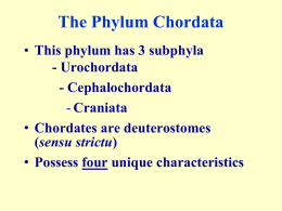 The Phylum Chordata • This phylum has 3 subphyla - Urochordata - Cephalochordata - Craniata • Chordates are deuterostomes (sensu strictu) • Possess four unique characteristics.
