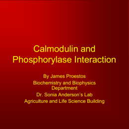 Calmodulin and Phosphorylase Interaction By James Proestos Biochemistry and Biophysics Department Dr. Sonia Anderson’s Lab Agriculture and Life Science Building.