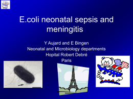 E.coli neonatal sepsis and meningitis Y Aujard and E Bingen Neonatal and Microbiology departments Hopital Robert Debré Paris.