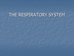 THE RESPIRATORY SYSTEM RESPIRATION The exchange of gases between the atmosphere, lungs, blood, and tissues.