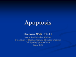 Apoptosis Sherwin Wilk, Ph.D. Mount Sinai School of Medicine Department of Pharmacology and Biological Chemistry Cell Signaling Systems Course Spring 2005