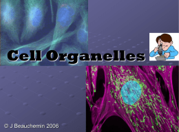 Cell Organelles  © J Beauchemin 2006 The bottom of Page 27 Create a KWL chart for cells.