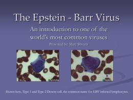 The Epstein - Barr Virus An introduction to one of the world’s most common viruses Presented by: Mary Shvarts  Shown here, Type 1 and.