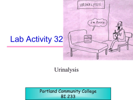 Lab Activity 32  Urinalysis  Portland Community College BI 233 Filtration • Occurs in the renal corpuscles: blood pressure forces water and small dissolved molecules to move from the glomerular capillaries.