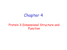 Chapter 4 Protein 3-Dimensional Structure and Function Terminology • Conformation – spatial arrangement of atoms in a protein • Native conformation – conformation of functional protein.