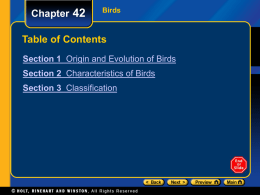 Chapter 42  Birds  Table of Contents Section 1 Origin and Evolution of Birds Section 2 Characteristics of Birds Section 3 Classification.