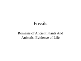 Fossils Remains of Ancient Plants And Animals, Evidence of Life Commonly Preserved: Hard Parts of Organisms: • Bones • Shells • Hard Parts of Insects • Woody.