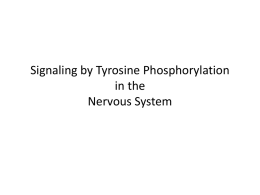 Signaling by Tyrosine Phosphorylation in the Nervous System Introduction • Protein phosphorylation represents the most common form of posttranslational modification in nature • Protein function altered.