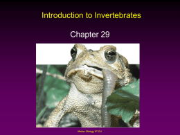 Introduction to Invertebrates Chapter 29  Mader: Biology 8th Ed. Outline •  • •  •  Evolution of Animals Sponges Cnidarians and Comb Jellies – Hydra – Obelia Bilateral Symmetry – Flatworms – Roundworms Mader: Biology 8th.