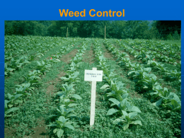 Weed Control   Competition • • • •    Space Light Nutrient Water  Physical Damage • Morningglories • Honeyvine Milkweed  Weeds Tolerance to Competition   Weed free for 6 weeks • Tobacco canopy tolerates late competition    Weedy for 4 weeks • Weed Control.