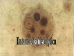 • Entamoeba histolytica was first discovered in Russia by Friedrich Losch in 1873.