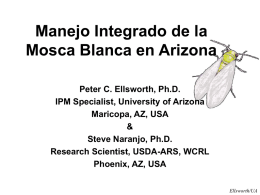 Manejo Integrado de la Mosca Blanca en Arizona Peter C. Ellsworth, Ph.D. IPM Specialist, University of Arizona Maricopa, AZ, USA & Steve Naranjo, Ph.D. Research Scientist, USDA-ARS,