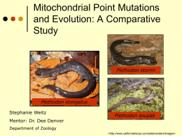 Mitochondrial Point Mutations and Evolution: A Comparative Study  Plethodon stormi  Plethodon elongatus Stephanie Weitz Mentor: Dr.