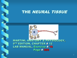 THE NEURAL TISSUE  MARTINI, ANATOMY & PHYSIOLOGY, 9TH EDITION, CHAPTER # 12 LAB MANUAL, Exercise # 18 Page # 225