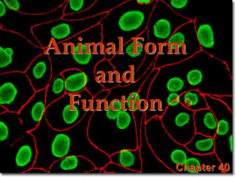 Animal Form and Function Chapter 40 Fate of Embryonic Cell Layers What is a Tissue? • The human body is composed of trillions of.