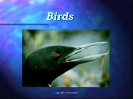 Birds  copyright cmassengale Evolution and Classification    Birds are Vertebrates of the Class Aves The evolution of warmblooded, has enabled birds to survive in virtually every known environment  copyright.