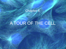 Chapter 6  A TOUR OF THE CELL Robert Hooke, 1665 Coined the term “Cell” after viewing cork tissue under a simple microscope.