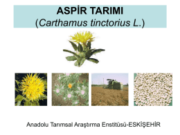 ASPİR TARIMI (Carthamus tinctorius L.)  Anadolu Tarımsal Araştırma Enstitüsü-ESKİŞEHİR • Aspir 80-100 cm boylanır. • Dikenli ve dikensiz formları vardır. • Sarı, Krem, Kırmızı,