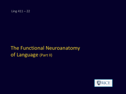 Ling 411 – 22  The Functional Neuroanatomy of Language (Part II) Applying the findings about columnar organization  Christine Cooper: I have recently been thinking.