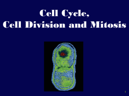 Cell Cycle, Cell Division and Mitosis Phases of the Cell Cycle The cell cycle consists of – Interphase – normal cell activity – The.