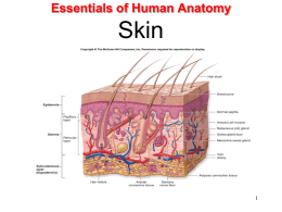 Essentials of Human Anatomy  Skin Anatomy of Skin • Skin (integument) is body’s largest organ • Approximately 1.6 to 1.9 m2 in average-sized adult •