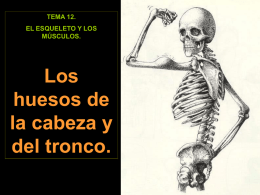 TEMA 12. EL ESQUELETO Y LOS MÚSCULOS.  Los huesos de la cabeza y del tronco. El esqueleto. El esqueleto no está formado sólo de huesos sino de: • Huesos. •