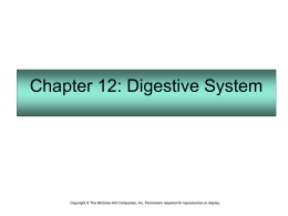 Chapter 12: Digestive System  Copyright © The McGraw-Hill Companies, Inc. Permission required for reproduction or display.