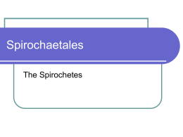 Spirochaetales The Spirochetes Spirochaetales   Classification Spirochetes are members of the order Spirochaetales which contains 2 families   Spirochaetaceae – contains 2 medically important genera       Leptospiraceae – 1