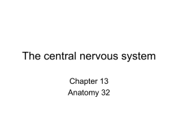 The central nervous system Chapter 13 Anatomy 32 The Central Nervous System I.
