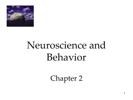 Neuroscience and Behavior Chapter 2 History of Mind Ancient Conceptions About Mind Plato correctly placed mind in the brain. However, his student Aristotle believed that mind.