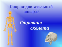 Опорно-двигательный аппарат  Строение скелета Проблемные вопросы:  Из каких отделов состоит скелет человека? В чем отличие скелета человека и животных?