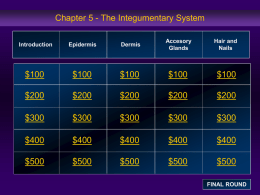 Chapter 5 - The Integumentary System Introduction  Epidermis  Dermis  Accesory Glands  Hair and Nails  $100  $100  $100  $100  $100  $200  $200  $200  $200  $200  $300  $300  $300  $300  $300  $400  $400  $400  $400  $400  $500  $500  $500  $500  $500 FINAL ROUND Introduction:  $100 Question  Which layer of the skin has no blood vessels? a.