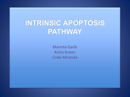 INTRINSIC APOPTOSIS PATHWAY Marieta Garib Aisha Green Linda Miranda WHAT IS INTRINSIC APOPTOSIS AND WHY DO WE CARE? •Programmed cell-death involving permeability of mitchondria. Involves Caspase-9 •As opposed to.