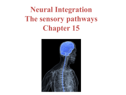 Neural Integration The sensory pathways Chapter 15 Afferent Division of the Nervous System  Receptors  Sensory neurons  Sensory pathways.