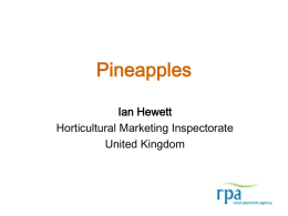 Pineapples Ian Hewett Horticultural Marketing Inspectorate United Kingdom Definition Of Produce • This Standard applies to pineapples of varieties (cultivars) grown from Ananas comosus (L). Merr.