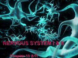 NERVOUS SYSTEM I & II Chapter 10 &11 Nervous System • Central Nervous System (CNS) – brain and spinal cord • Peripheral Nervous System.