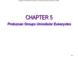 Copyright &copy; The McGraw-Hill Companies, Inc. Permission required for reproduction or display.  CHAPTER 5 Protozoan Groups Unicellular Eukaryotes  11-1