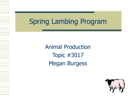 Spring Lambing Program  Animal Production Topic #3017 Megan Burgess Terminology  Ewes - female sheep  Lamb - less than 1 year old  Ram -